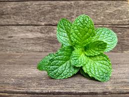 Mint (Pudhina)